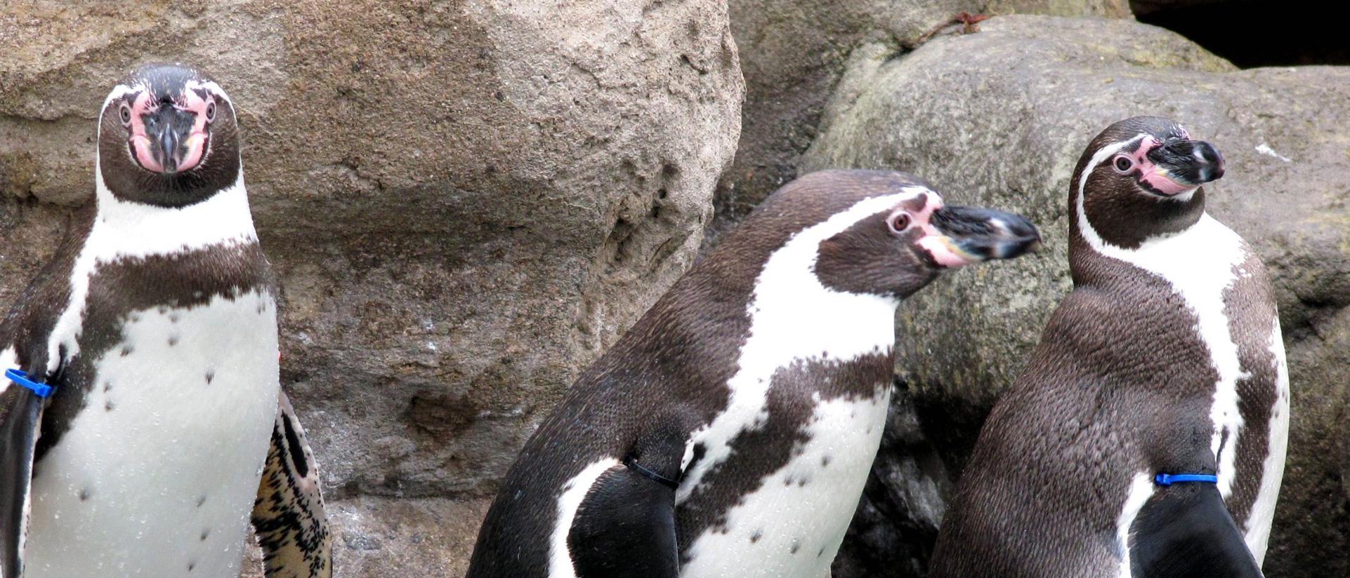 Zoo, 14 choses à faire à barcelone