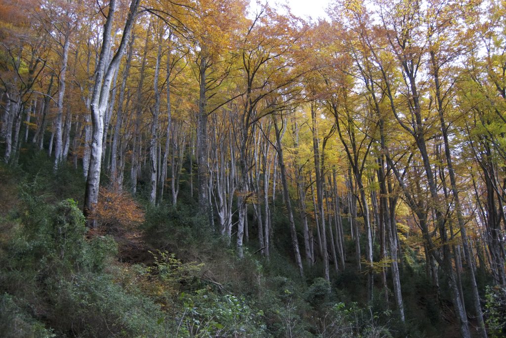 Fageda de la Grevolosa